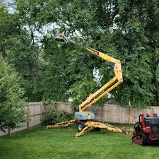 How Our Tree Care Process Works  in  Tecumseh, MI